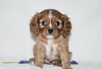 Reese , a male Cavalier King Charles Spaniel for sale in Middlebury, IN – Photo 3 of 8