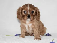 Reese , a male Cavalier King Charles Spaniel for sale in Middlebury, IN – Photo 2 of 8