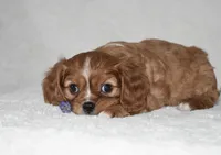 Reese , a male Cavalier King Charles Spaniel for sale in Middlebury, IN – Photo 5 of 8