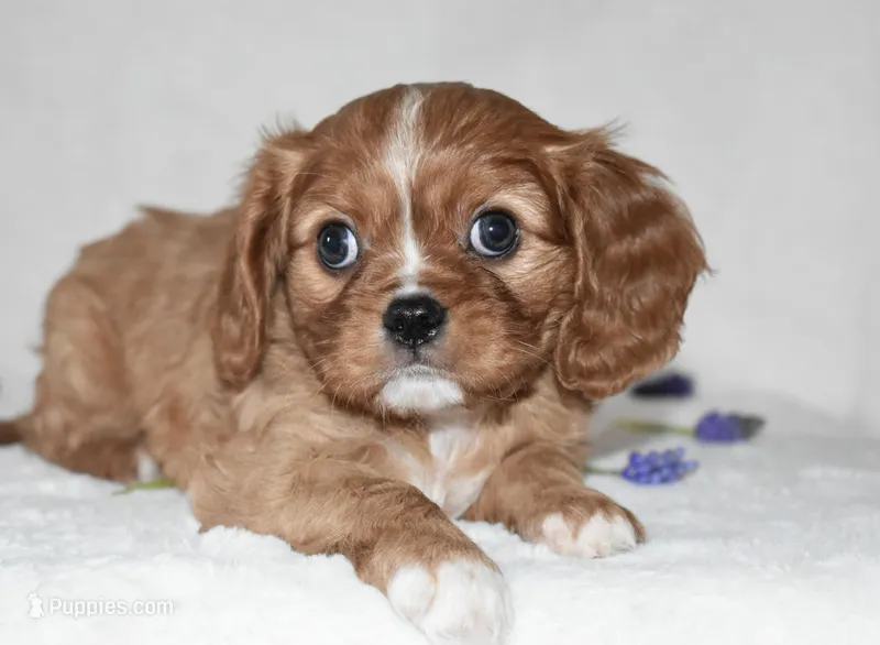 Reese  – Cavalier King Charles Spaniel puppy for sale in Middlebury, IN