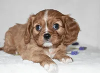 Reese , a male Cavalier King Charles Spaniel for sale in Middlebury, IN – Photo 1 of 8