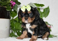 Tara, a female Cavalier King Charles Spaniel for sale in Middlebury, IN – 4 of 8