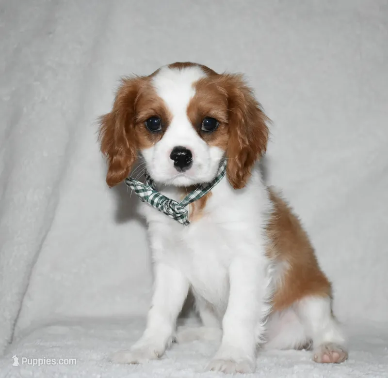 Upton – Cavalier King Charles Spaniel puppy for sale in Middlebury, IN