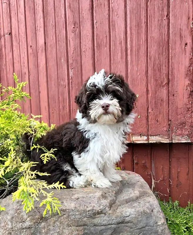 Luka – Poodle - Miniature , Havapoo puppy for sale in Middlebury, IN