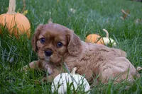 Victor, a male Cavalier King Charles Spaniel for sale in Middlebury, IN – 8 of 10