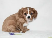Remy , a male Cavalier King Charles Spaniel for sale in Middlebury, IN – Photo 3 of 6