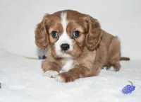 Remy , a male Cavalier King Charles Spaniel for sale in Middlebury, IN – Photo 1 of 6