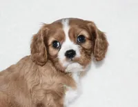 Remy , a male Cavalier King Charles Spaniel for sale in Middlebury, IN – Photo 6 of 6