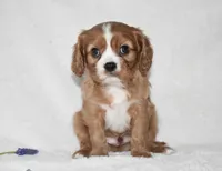Remy , a male Cavalier King Charles Spaniel for sale in Middlebury, IN – Photo 2 of 6