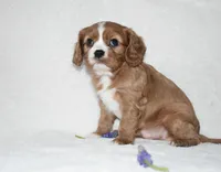 Remy , a male Cavalier King Charles Spaniel for sale in Middlebury, IN – Photo 5 of 6