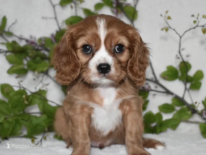 Remy  – Cavalier King Charles Spaniel puppy for sale in Middlebury, IN