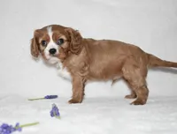 Remy , a male Cavalier King Charles Spaniel for sale in Middlebury, IN – Photo 4 of 6