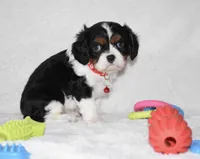 Quentin, a male Cavalier King Charles Spaniel for sale in Middlebury, IN – Photo 2 of 8