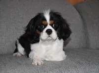 Quentin, a male Cavalier King Charles Spaniel for sale in Middlebury, IN – Photo 8 of 8