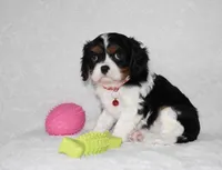 Quentin, a male Cavalier King Charles Spaniel for sale in Middlebury, IN – Photo 4 of 8