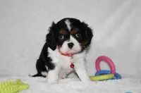 Quentin, a male Cavalier King Charles Spaniel for sale in Middlebury, IN – Photo 3 of 8