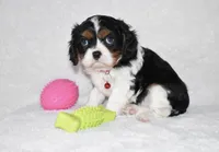 Quentin, a male Cavalier King Charles Spaniel for sale in Middlebury, IN – Photo 6 of 8