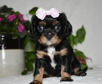 Thelma, a female Cavalier King Charles Spaniel for sale in Middlebury, IN – 2 of 9
