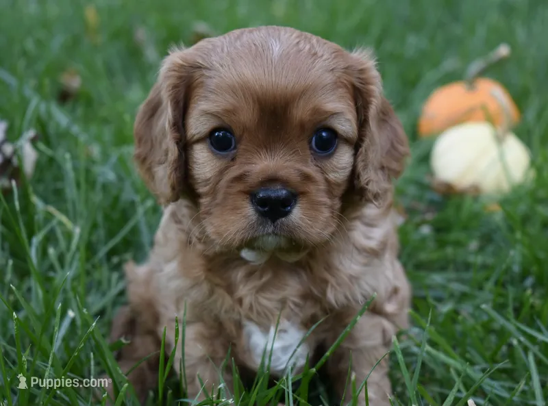 Vincent – Cavalier King Charles Spaniel puppy for sale in Middlebury, IN