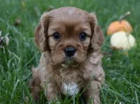 Vincent, a male Cavalier King Charles Spaniel for sale in Middlebury, IN – 1 of 10