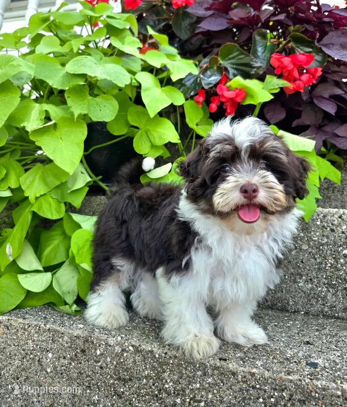 Luka – Havapoo puppy for sale in Middlebury, IN