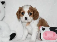 Upton, a male Cavalier King Charles Spaniel for sale in Middlebury, IN – 4 of 10