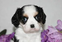 Sammy, a male Cavalier King Charles Spaniel for sale in Middlebury, IN – 6 of 8