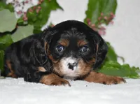 Thor, a male Cavalier King Charles Spaniel for sale in Middlebury, IN – 6 of 8