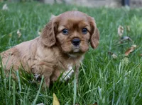 Vincent, a male Cavalier King Charles Spaniel for sale in Middlebury, IN – 7 of 10