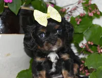 Tori, a female Cavalier King Charles Spaniel for sale in Middlebury, IN – 7 of 9