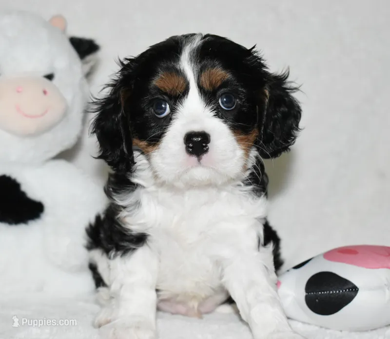Ugo  – Cavalier King Charles Spaniel puppy for sale in Middlebury, IN