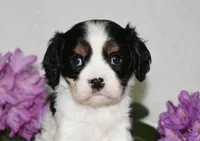 Snoopy, a male Cavalier King Charles Spaniel for sale in Middlebury, IN – 6 of 10