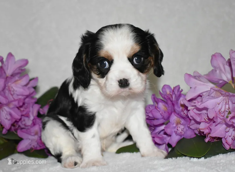 Sammy – Cavalier King Charles Spaniel puppy for sale in Middlebury, IN