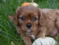 Victor, a male Cavalier King Charles Spaniel for sale in Middlebury, IN – 3 of 10