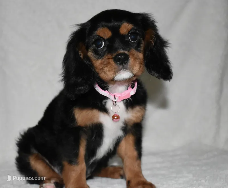 Tara – Cavalier King Charles Spaniel puppy for sale in Middlebury, IN