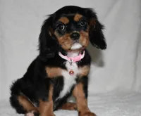 Tara, a female Cavalier King Charles Spaniel for sale in Middlebury, IN – 1 of 10