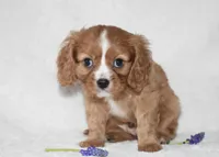 Riley , a male Cavalier King Charles Spaniel for sale in Middlebury, IN – Photo 7 of 10