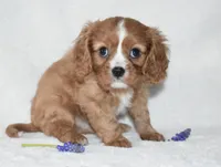 Riley , a male Cavalier King Charles Spaniel for sale in Middlebury, IN – Photo 2 of 10