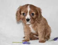 Riley , a male Cavalier King Charles Spaniel for sale in Middlebury, IN – Photo 8 of 10