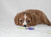 Riley , a male Cavalier King Charles Spaniel for sale in Middlebury, IN – Photo 3 of 10