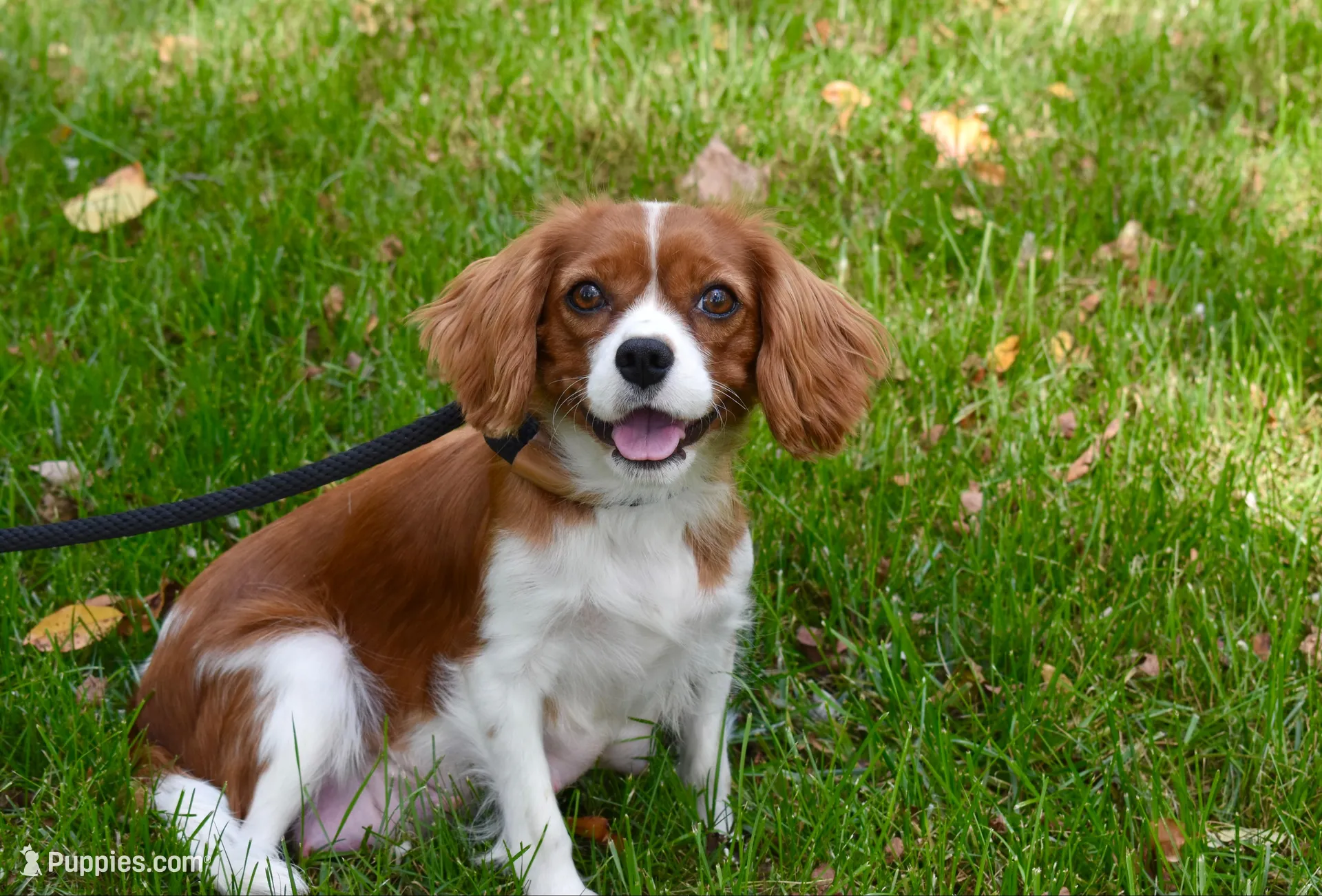 Riley , a male Cavalier King Charles Spaniel for sale in Middlebury, IN – Photo 10 of 10