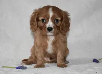 Riley , a male Cavalier King Charles Spaniel for sale in Middlebury, IN – Photo 6 of 10
