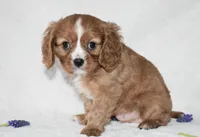 Riley , a male Cavalier King Charles Spaniel for sale in Middlebury, IN – Photo 4 of 10