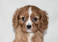 Riley , a male Cavalier King Charles Spaniel for sale in Middlebury, IN – Photo 5 of 10