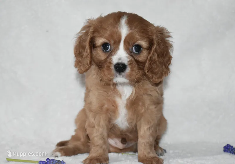 Riley  – Cavalier King Charles Spaniel puppy for sale in Middlebury, IN