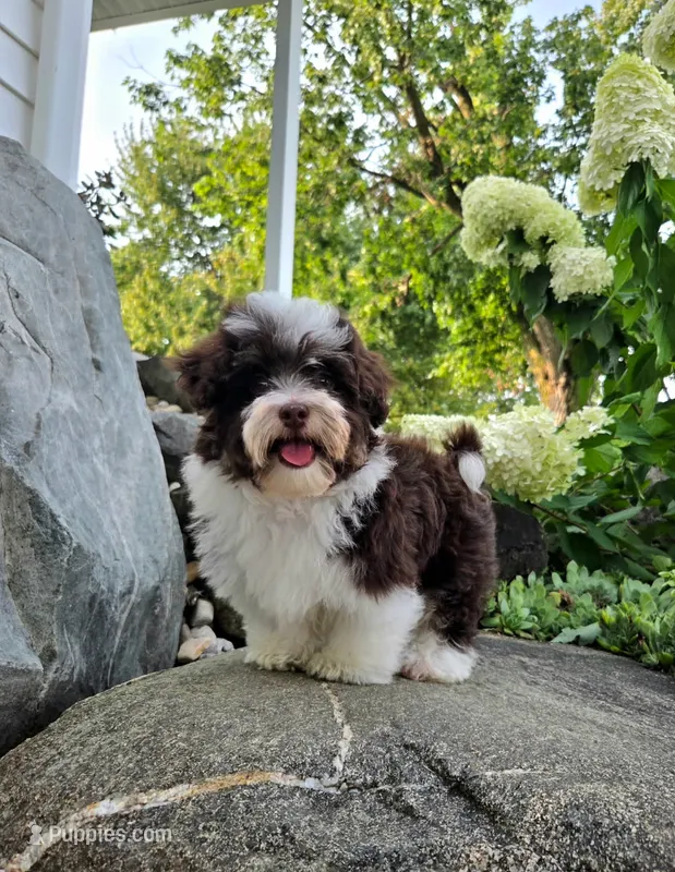 Luka – Poodle - Miniature , Havapoo puppy for sale in Middlebury, IN