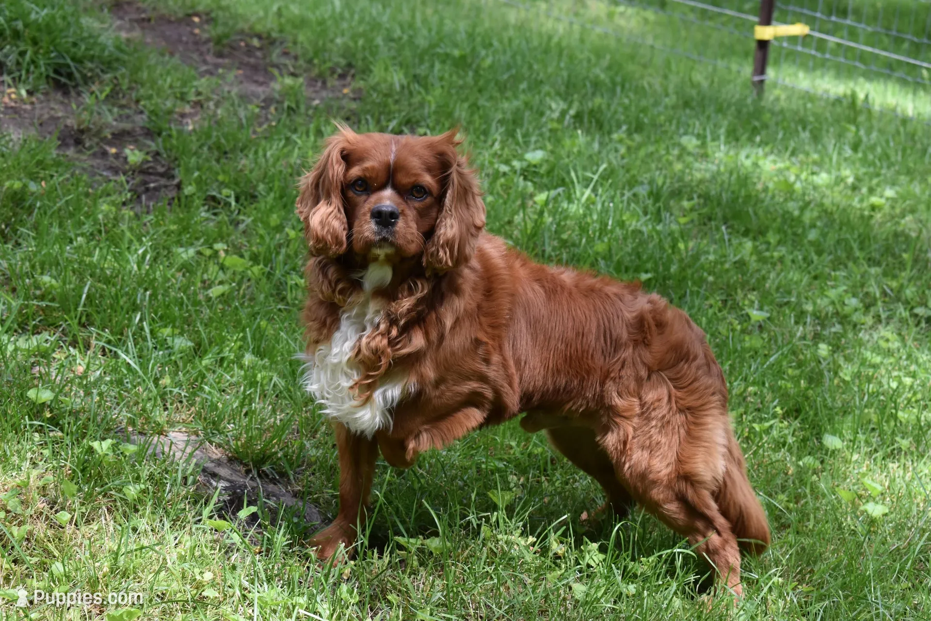 Riley , a male Cavalier King Charles Spaniel for sale in Middlebury, IN – Photo 9 of 10