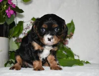 Thor, a male Cavalier King Charles Spaniel for sale in Middlebury, IN – 3 of 8