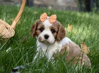 Vera, a female Cavalier King Charles Spaniel for sale in Middlebury, IN – 2 of 10