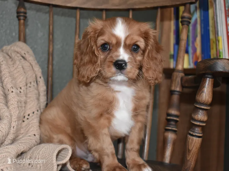 Piper – Cavalier King Charles Spaniel puppy for sale in Middlebury, IN
